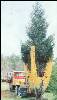 treemoving.jpg